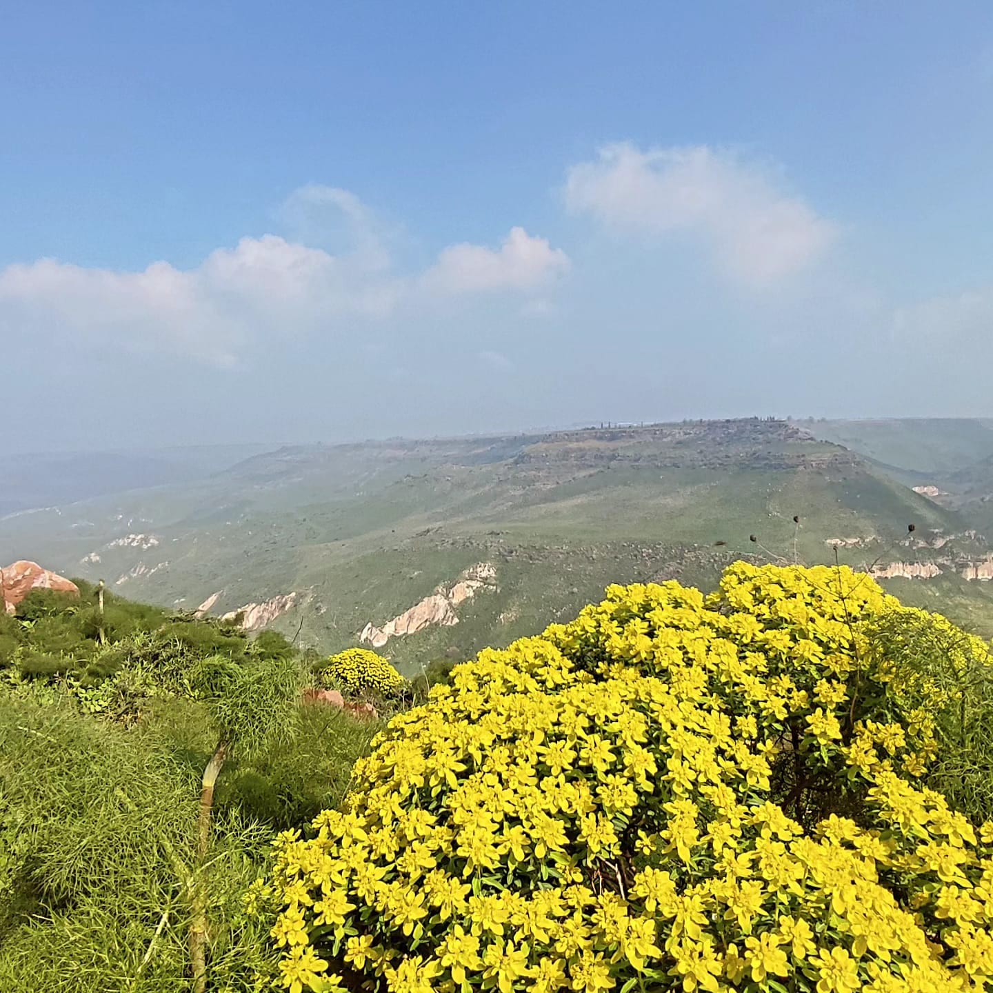 גבעות הגולן בפריחה
